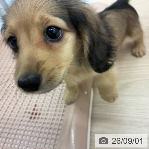 ミニチュア・ダックスフンドの写真