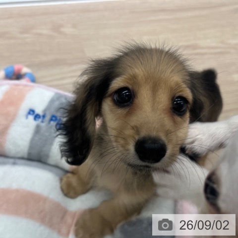ミニチュア・ダックスフンドの写真