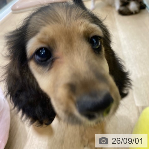 ミニチュア・ダックスフンドの写真