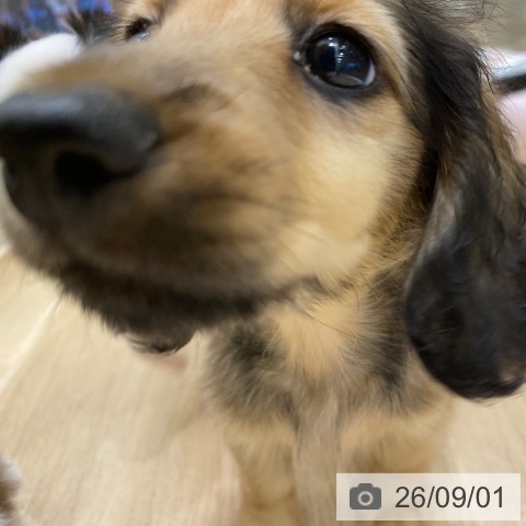 ミニチュア・ダックスフンドの写真