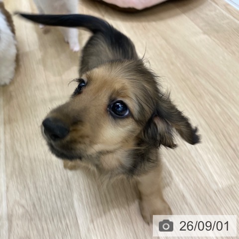 ミニチュア・ダックスフンドの写真