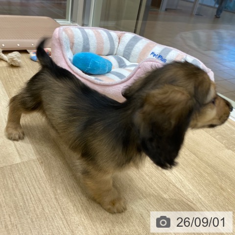 ミニチュア・ダックスフンドの写真