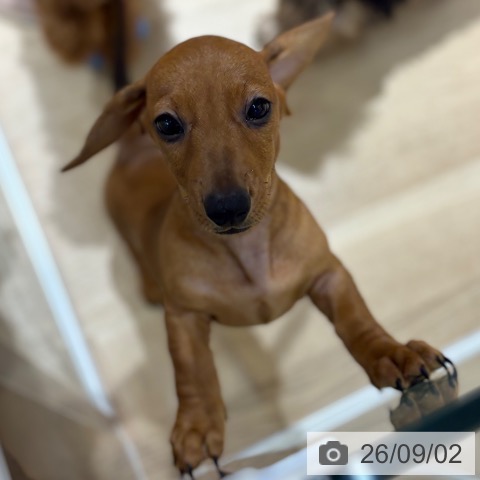 大阪府のミニチュアダックスフンド(ロング) (ペットプラス イオン大日店/2026年6月24日生まれ/男の子/レッド)の子犬の4枚目の画像