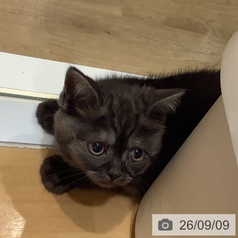 大阪府のスコティッシュフォールド (ペットプラス 堺鉄砲町店/2026年6月28日生まれ/男の子/ブラックスモーク)の子猫の4枚目の画像