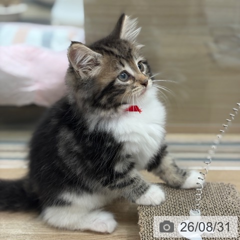 ノルウェージャンフォレストキャットの写真