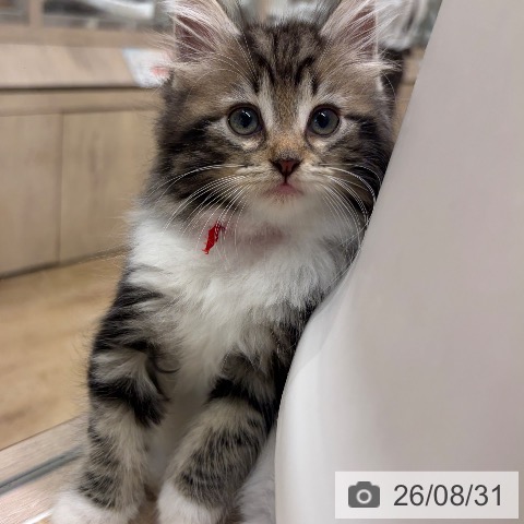 ノルウェージャンフォレストキャットの写真