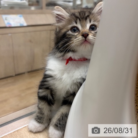 ノルウェージャンフォレストキャットの写真