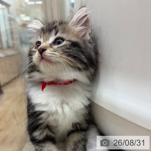 ノルウェージャンフォレストキャットの写真