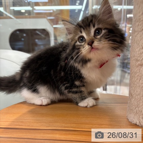 ノルウェージャンフォレストキャットの写真