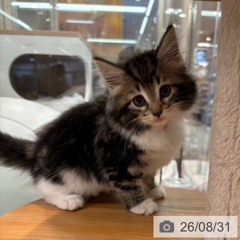 ノルウェージャンフォレストキャットの写真