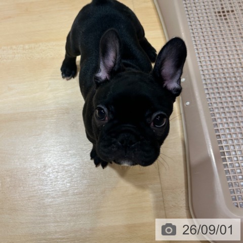 フレンチ・ブルドッグの写真