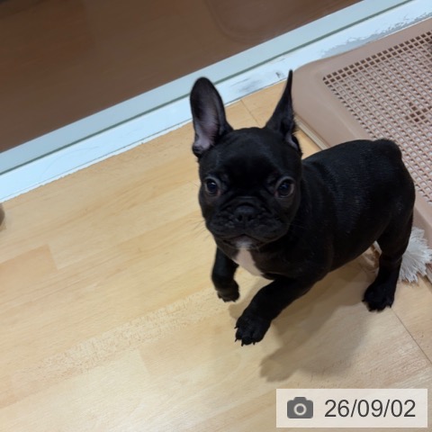 フレンチ・ブルドッグの写真