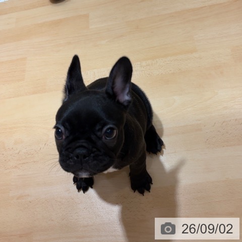 フレンチ・ブルドッグの写真
