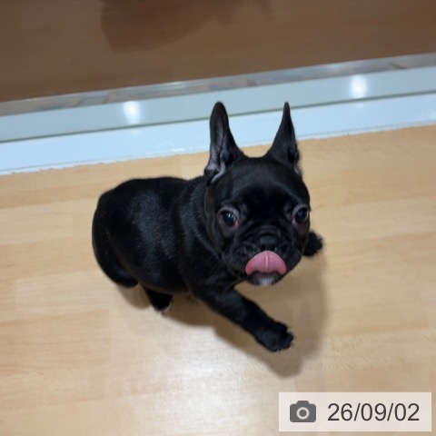 フレンチ・ブルドッグの写真