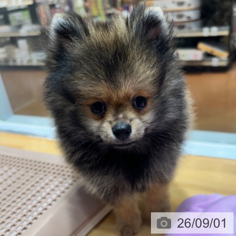 ポメラニアンの写真