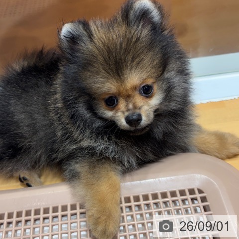 ポメラニアンの写真