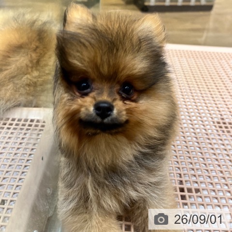 ポメラニアンの写真