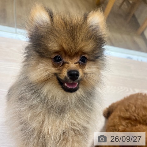 ポメラニアンの写真