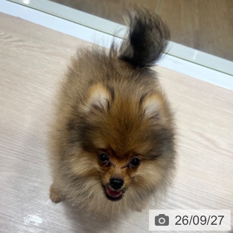 ポメラニアンの写真