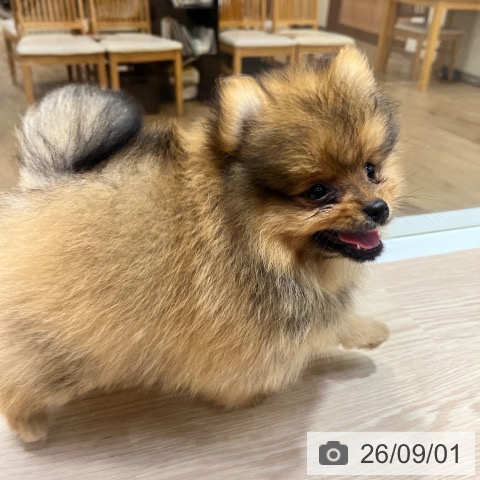 ポメラニアンの写真