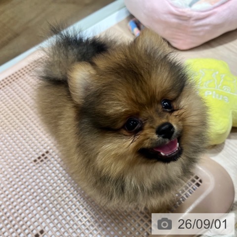 ポメラニアンの写真