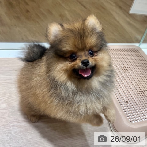 ポメラニアンの写真