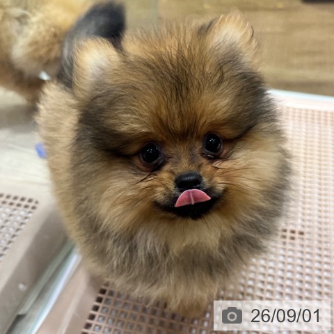 ポメラニアンの写真