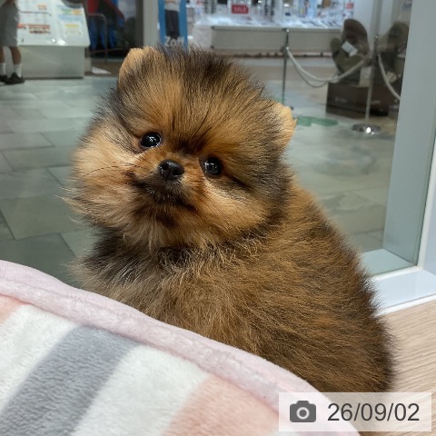 ポメラニアンの写真