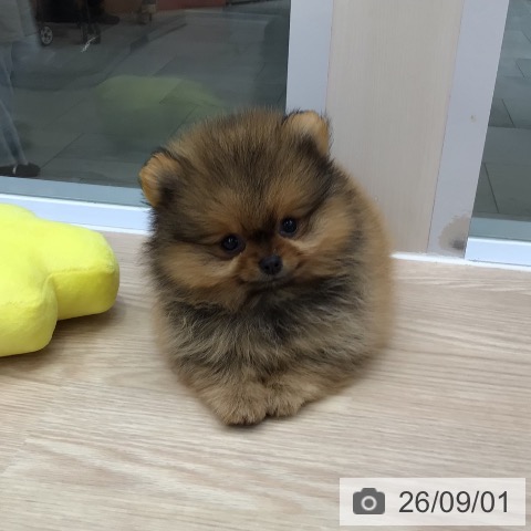 ポメラニアンの写真