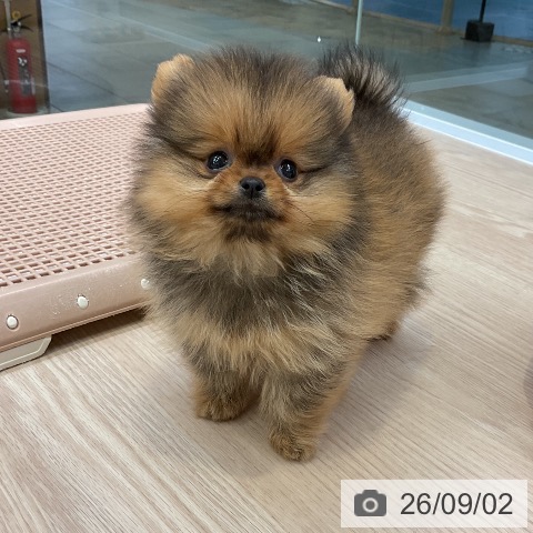 ポメラニアンの写真
