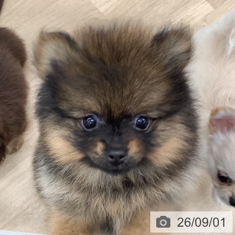 ポメラニアンの写真