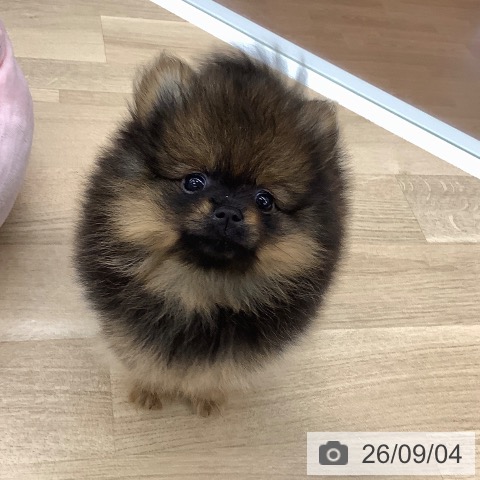 大阪府のポメラニアン (ペットプラス りんくう泉南店/2026年6月28日生まれ/女の子/オレンジセーブル)の子犬の3枚目の画像
