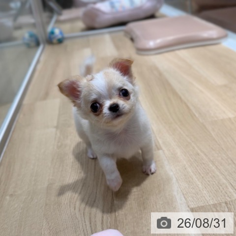 チワワの写真