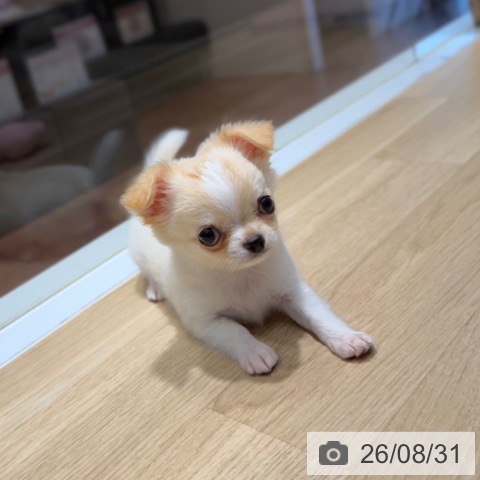 チワワの写真