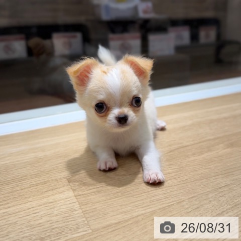 チワワの写真