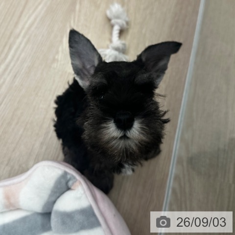 ミニチュア・シュナウザーの写真