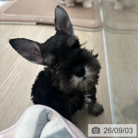 ミニチュア・シュナウザーの写真