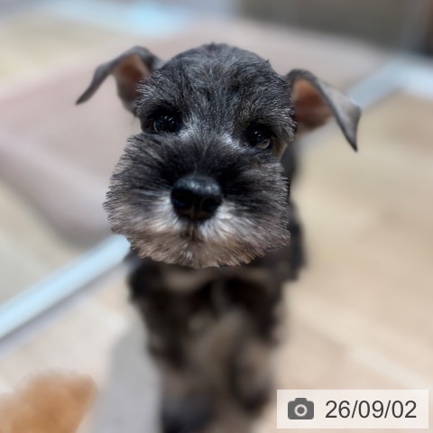 ミニチュア・シュナウザーの写真