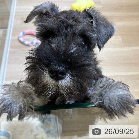 新潟県のミニチュアシュナウザー (ペットプラス 新潟亀田インター店/2026年7月1日生まれ/女の子/ソルトペッパー)の子犬の3枚目の画像