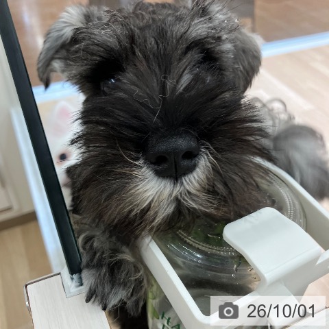 新潟県のミニチュアシュナウザー (ペットプラス 新潟亀田インター店/2026年7月1日生まれ/女の子/ソルトペッパー)の子犬の4枚目の画像