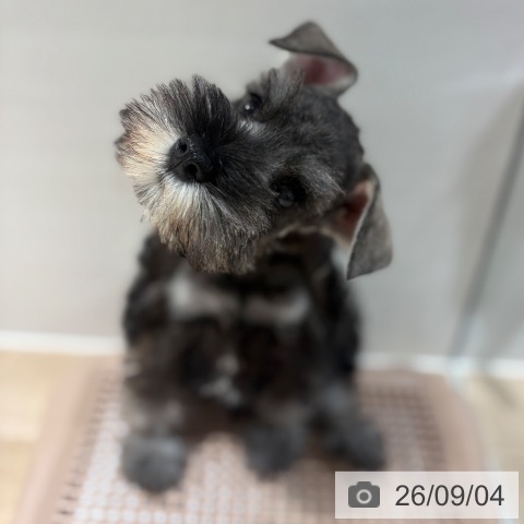 ミニチュア・シュナウザーの写真