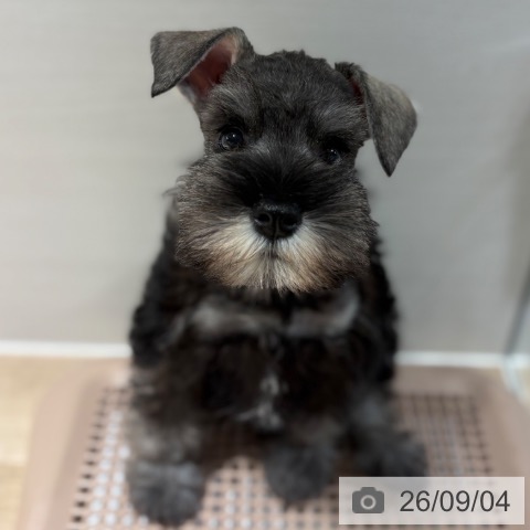 ミニチュア・シュナウザーの写真