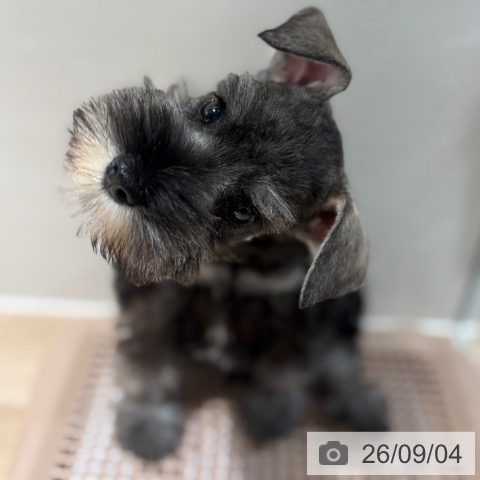 ミニチュア・シュナウザーの写真