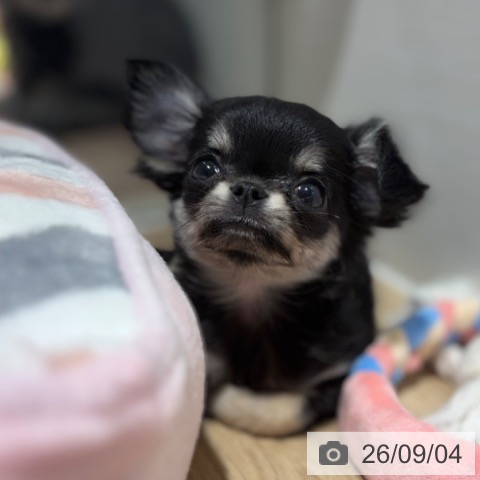 チワワの写真