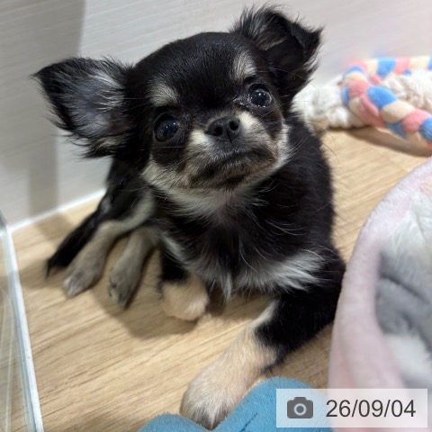 チワワの写真