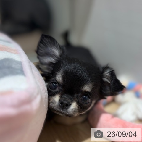 チワワの写真