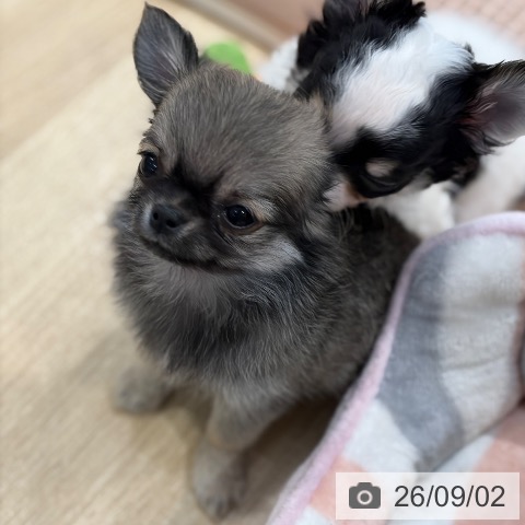 チワワの写真