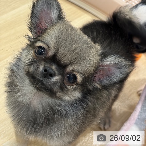 チワワの写真