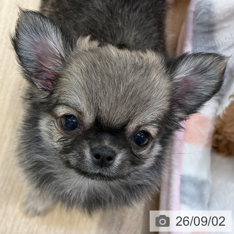 チワワの写真