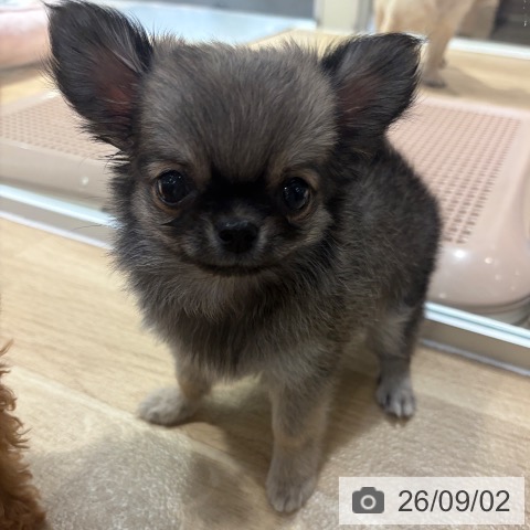 チワワの写真